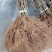 【猕猴桃实生苗】对萼水杨桃苗，嫁接猕猴桃专用粘木基地直发
