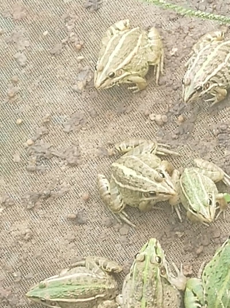 黑斑蛙种苗预定中免费提供技术，，