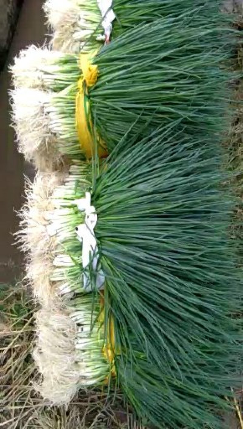 小黑米葱