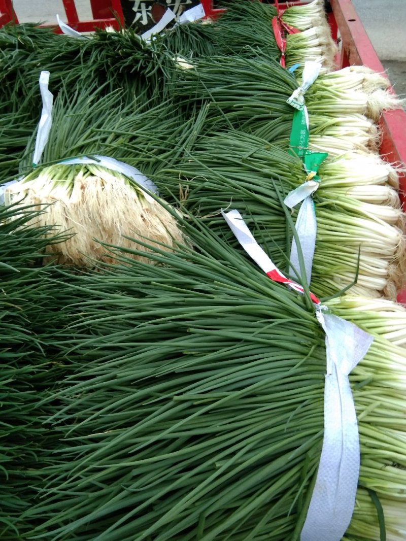 小黑米葱
