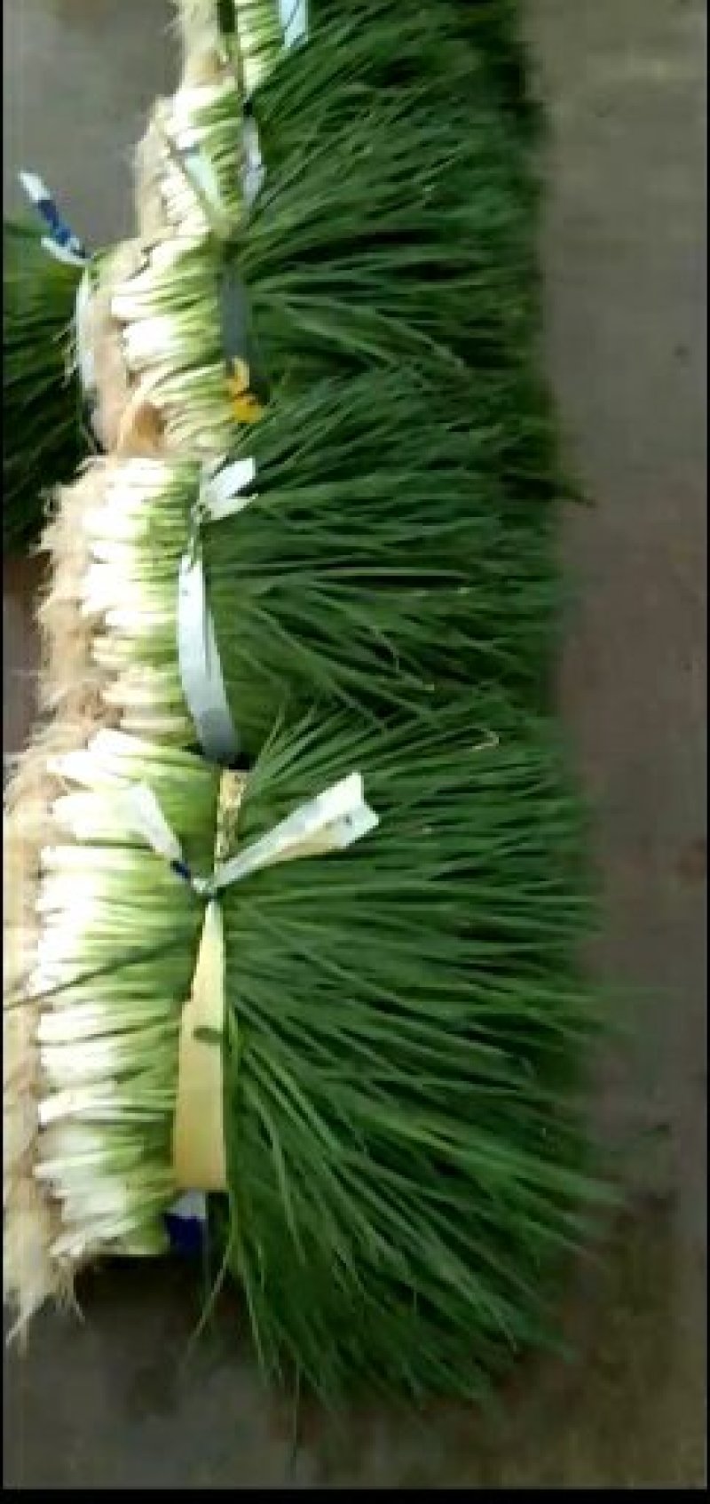 小黑米葱
