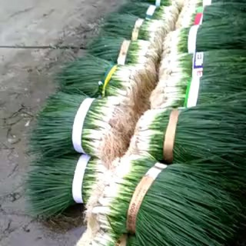 小黑米葱
