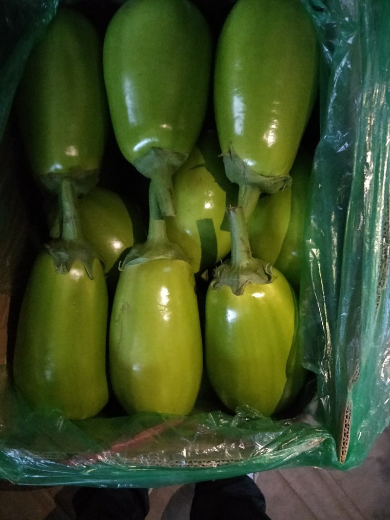 绿茄子
