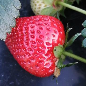 四川凉山德昌露天冬草莓黔莓奶油草莓原产地大量批发供应