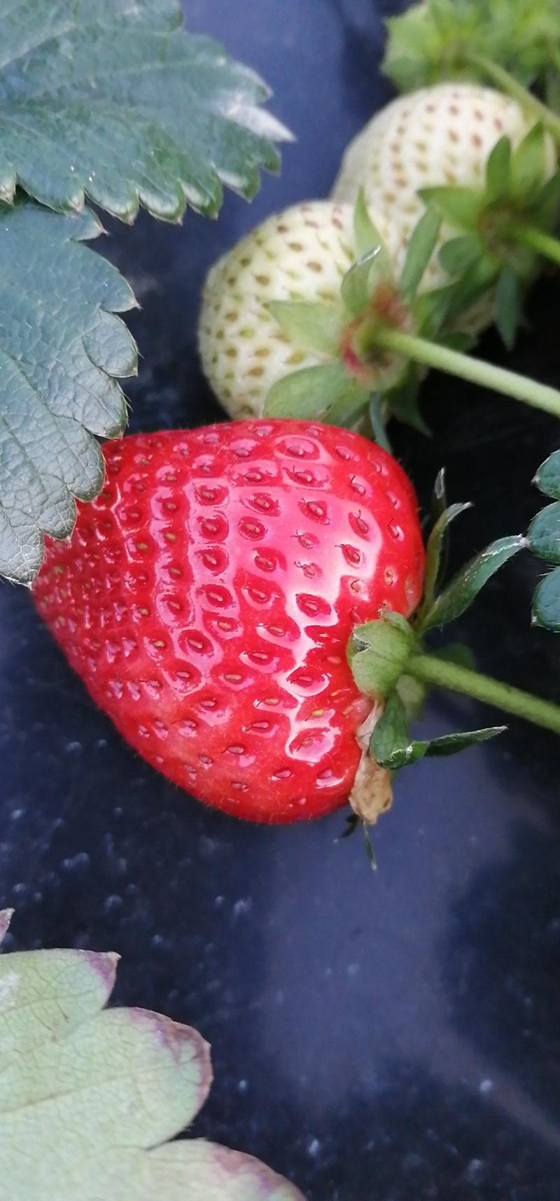 四川凉山德昌露天冬草莓黔莓奶油草莓原产地大量批发供应