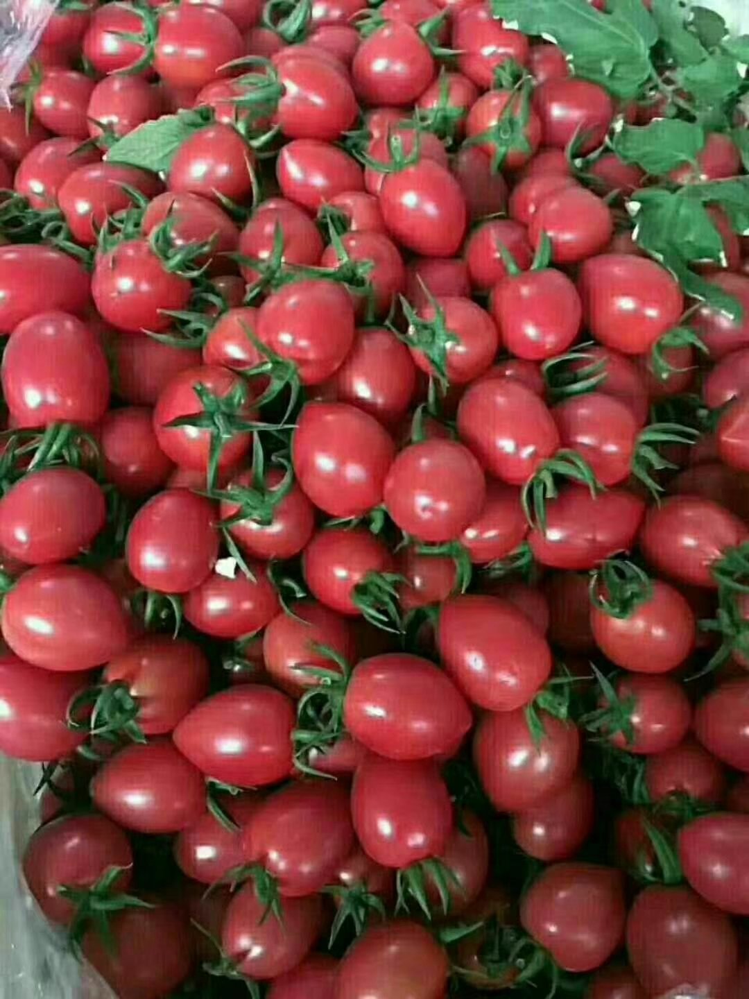 釜山88圣女果小西红柿玲珑小番茄大量上市