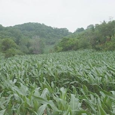 荒地