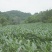 荒地