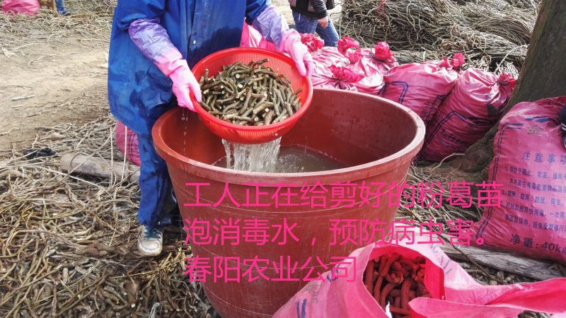 一千棵起批0.18元每棵包邮高产无渣粉葛苗黄金葛未发芽苗