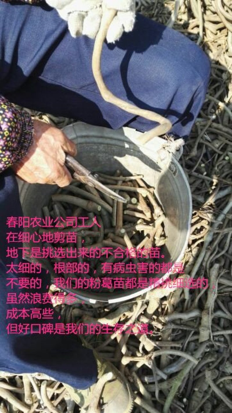 一千棵起批0.18元每棵包邮高产无渣粉葛苗黄金葛未发芽苗