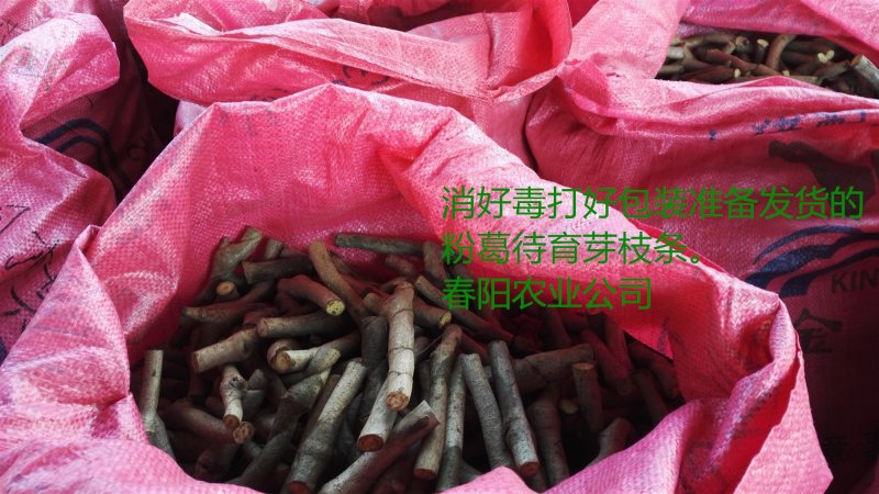 一千棵起批0.18元每棵包邮高产无渣粉葛苗黄金葛未发芽苗