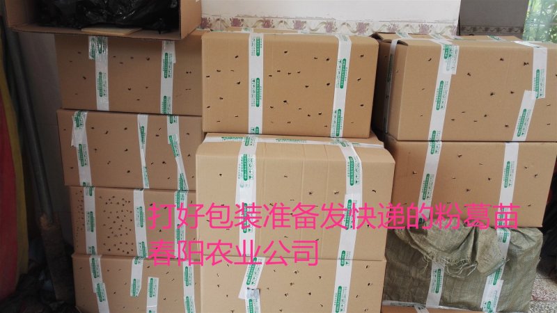 一千棵起批0.18元每棵包邮高产无渣粉葛苗黄金葛未发芽苗