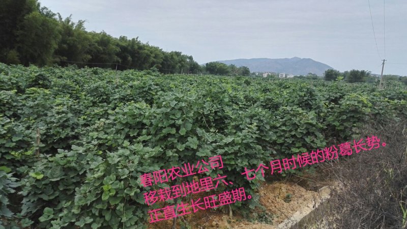 一千棵起批0.18元每棵包邮高产无渣粉葛苗黄金葛未发芽苗