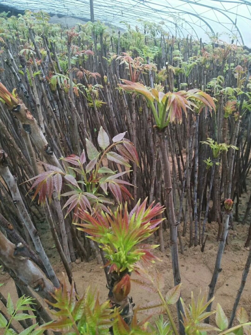 矮化根生大棚红油香椿苗育苗基地红油香椿苗直销