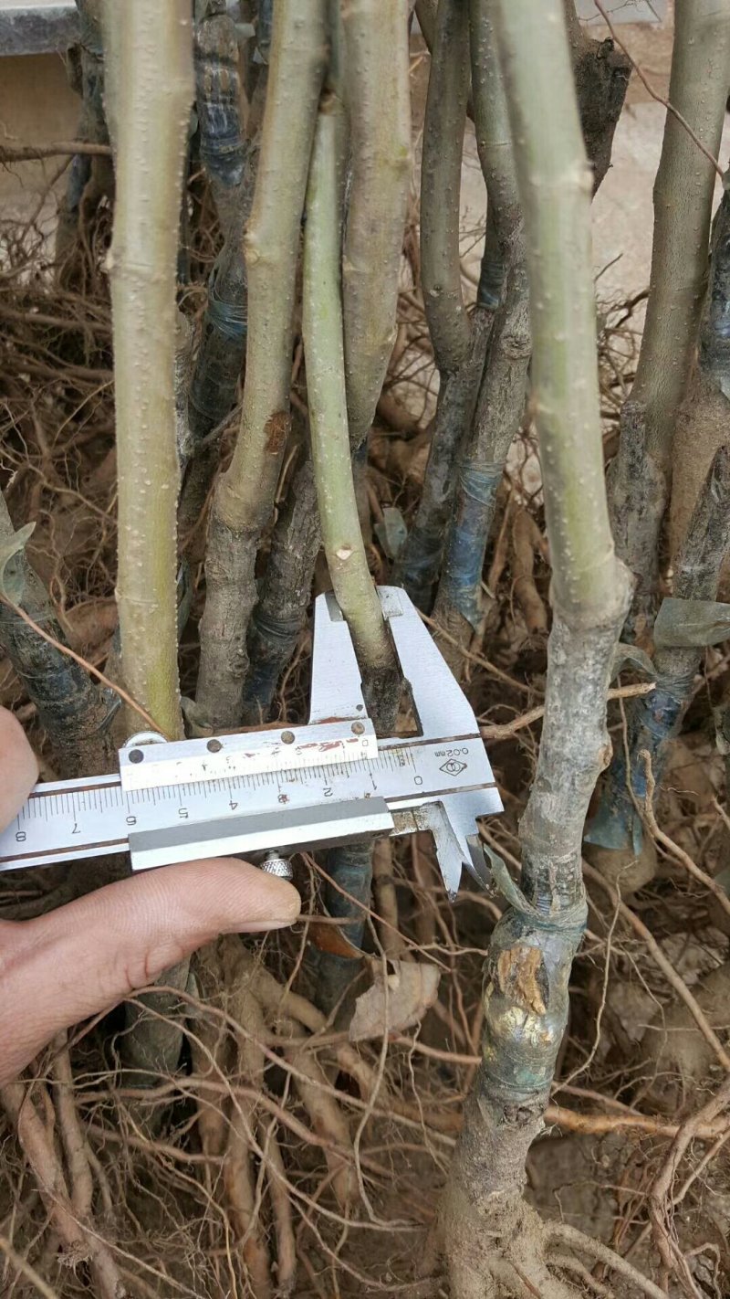 嫁接板栗苗品种大红袍迁西板栗苗基地板栗树苗批发