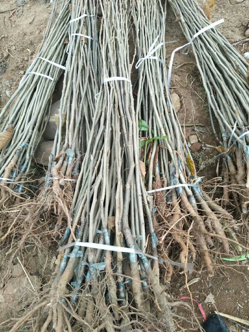 嫁接板栗苗品种大红袍迁西板栗苗基地板栗树苗批发
