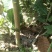 嫁接板栗苗品种大红袍迁西板栗苗基地板栗树苗批发