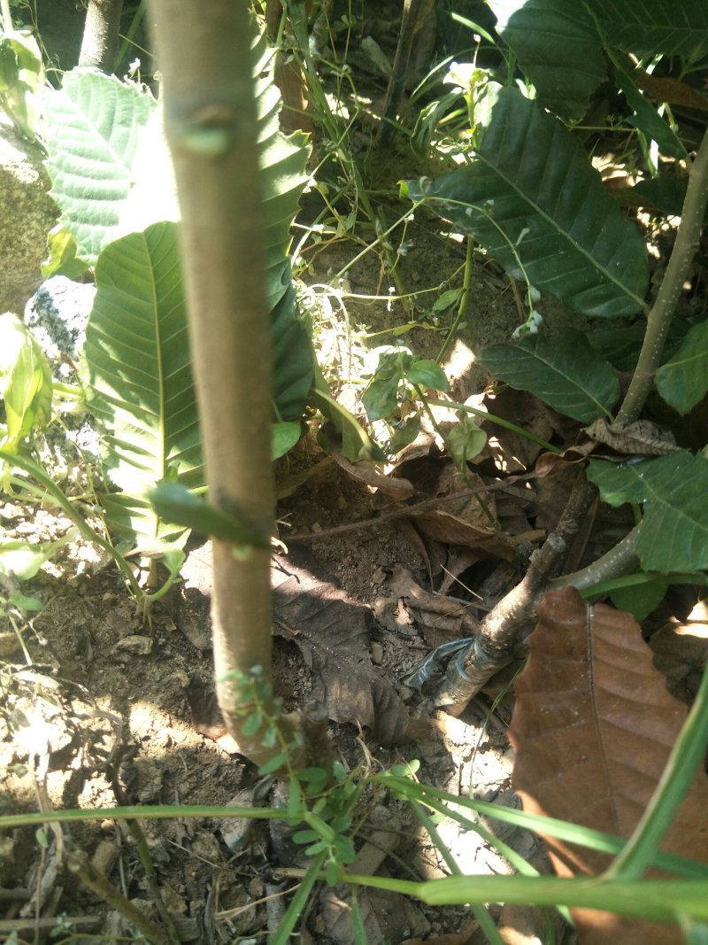 嫁接板栗苗品种大红袍迁西板栗苗基地板栗树苗批发