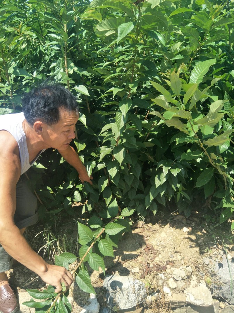 嫁接板栗苗品种大红袍迁西板栗苗基地板栗树苗批发