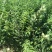 嫁接板栗苗品种大红袍迁西板栗苗基地板栗树苗批发