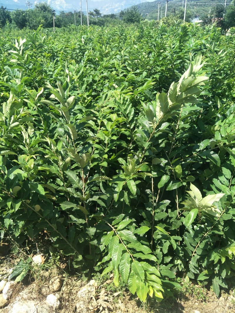 嫁接板栗苗品种大红袍迁西板栗苗基地板栗树苗批发
