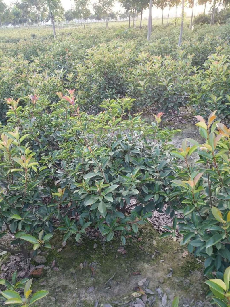 红叶石楠红叶石楠球石楠树石楠大杯苗基地批量供应