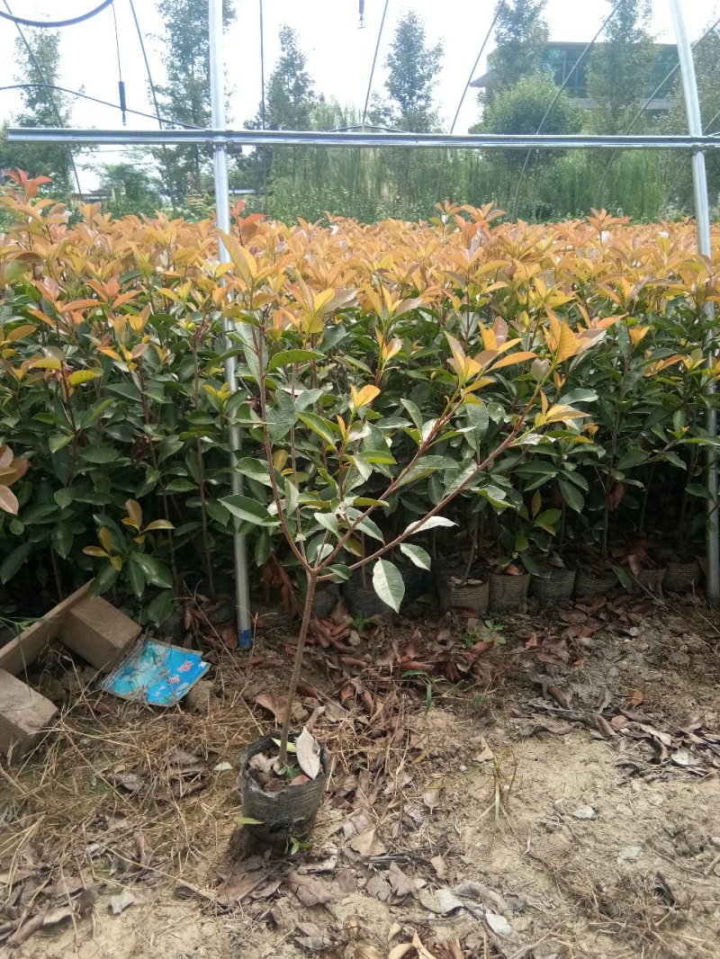红叶石楠红叶石楠球石楠树石楠大杯苗基地批量供应