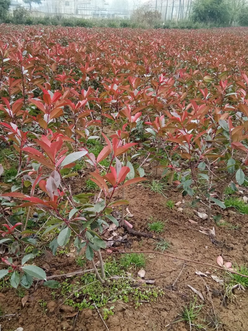红叶石楠红叶石楠球石楠树石楠大杯苗基地批量供应