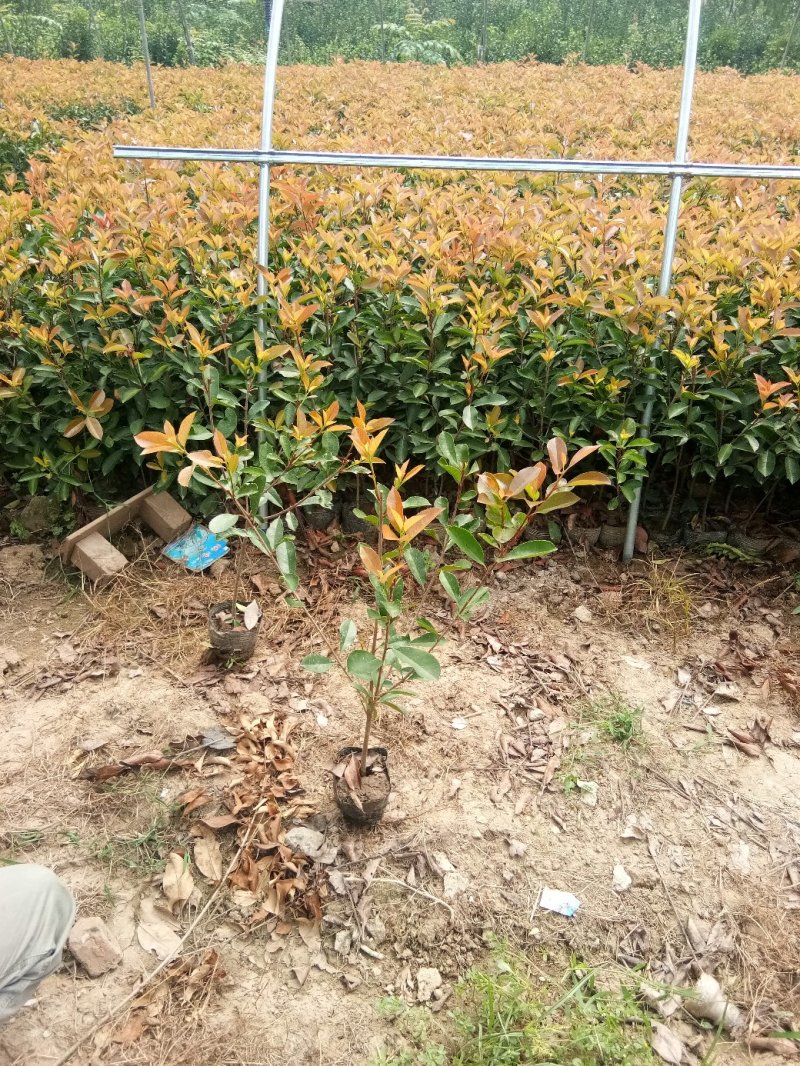 红叶石楠红叶石楠球石楠树石楠大杯苗基地批量供应