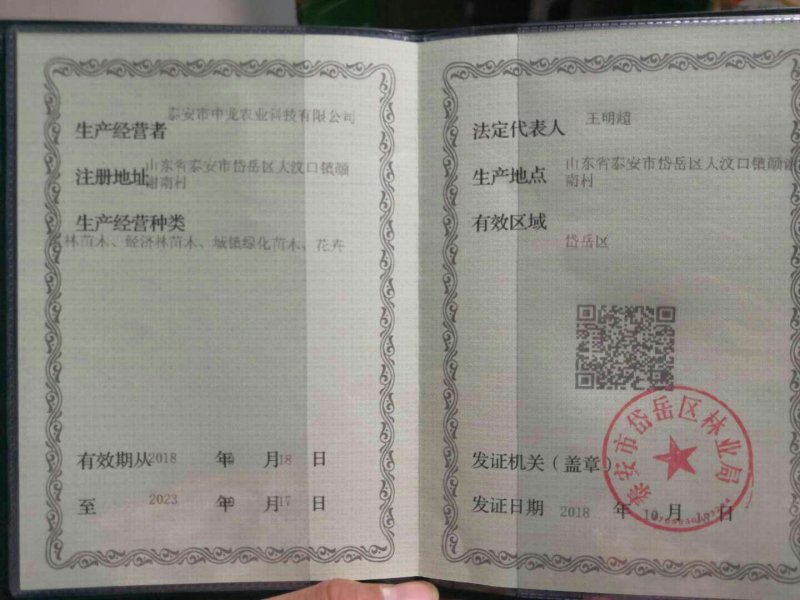 山东枸橘苗枳壳苗育苗基地50高枸橘树苗