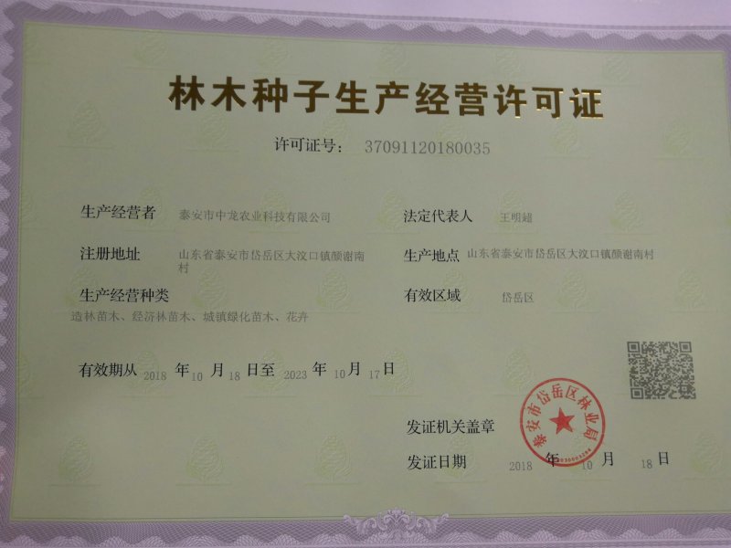 山东枸橘苗枳壳苗育苗基地50高枸橘树苗