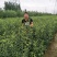 山东枸橘苗枳壳苗育苗基地50高枸橘树苗