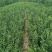 山东枸橘苗枳壳苗育苗基地50高枸橘树苗