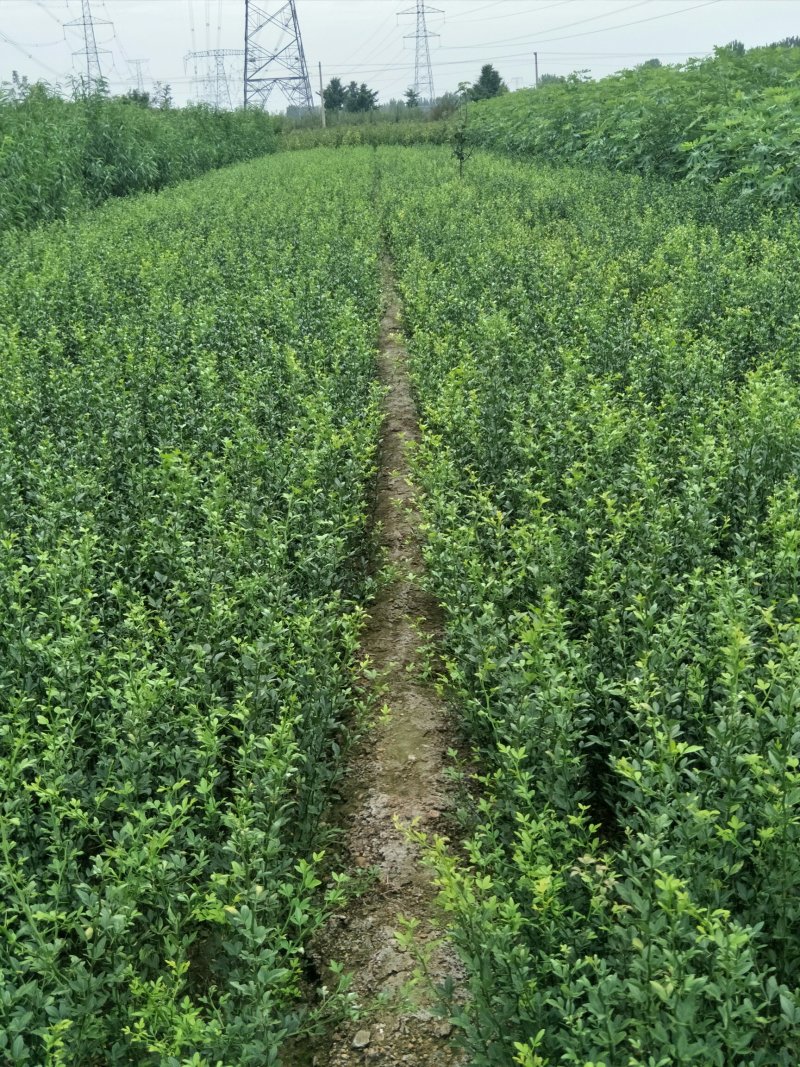 山东枸橘苗枳壳苗育苗基地50高枸橘树苗