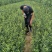 山东枸橘苗枳壳苗育苗基地50高枸橘树苗