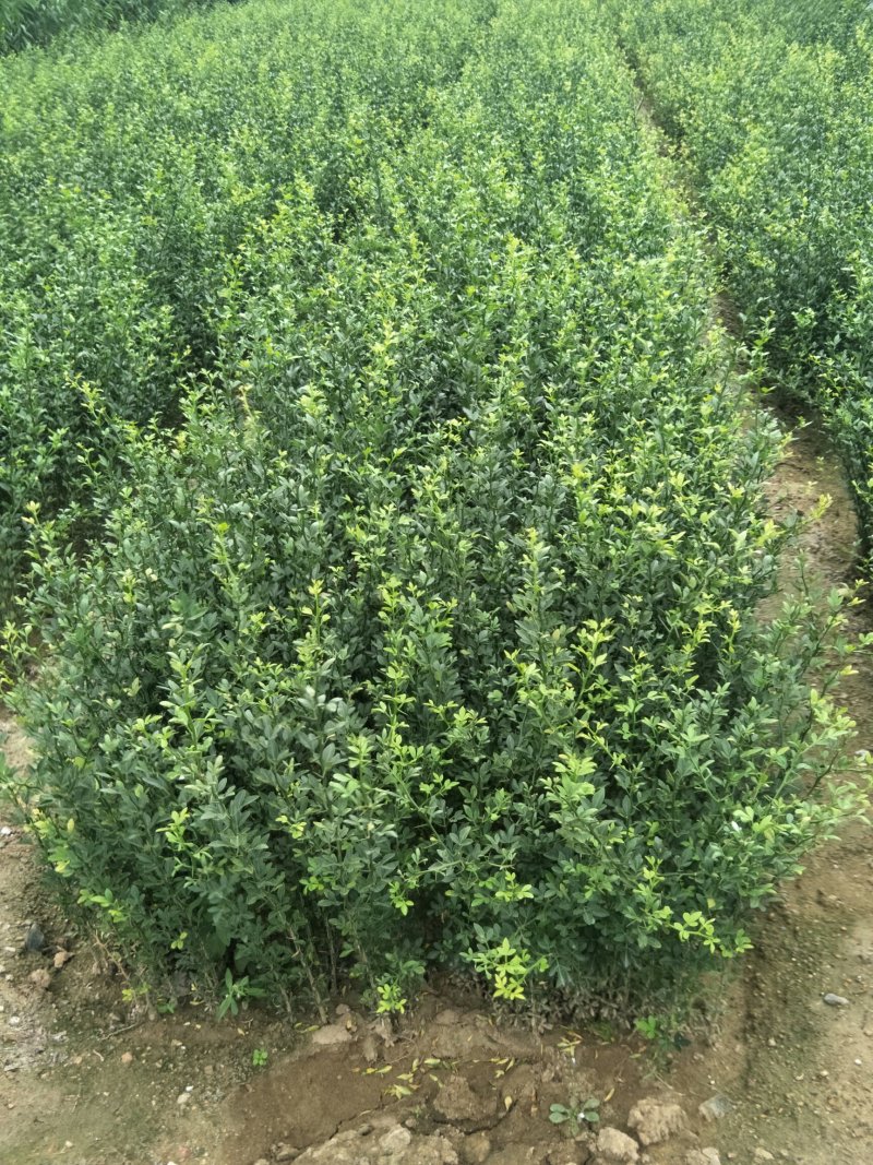 山东枸橘苗枳壳苗育苗基地50高枸橘树苗