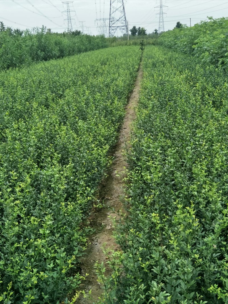 山东枸橘苗枳壳苗育苗基地50高枸橘树苗