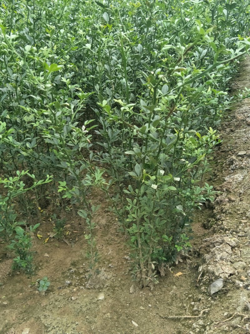 山东枸橘苗枳壳苗育苗基地50高枸橘树苗
