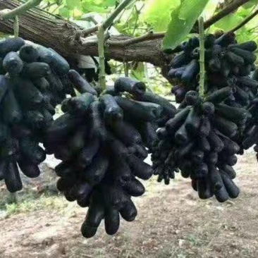 甜蜜蓝宝石葡萄苗浪漫红颜葡之梦基地