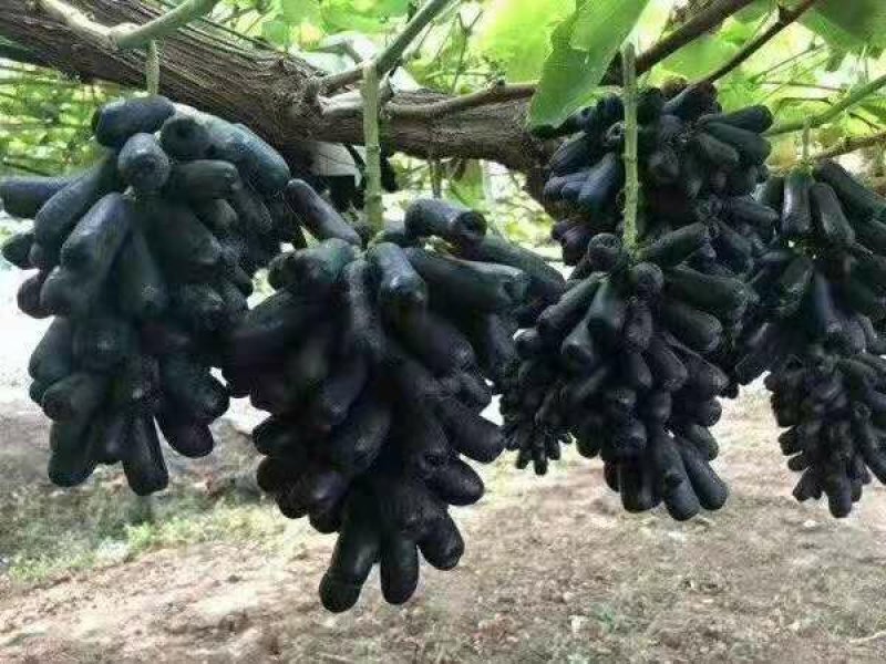 甜蜜蓝宝石葡萄苗浪漫红颜葡之梦基地