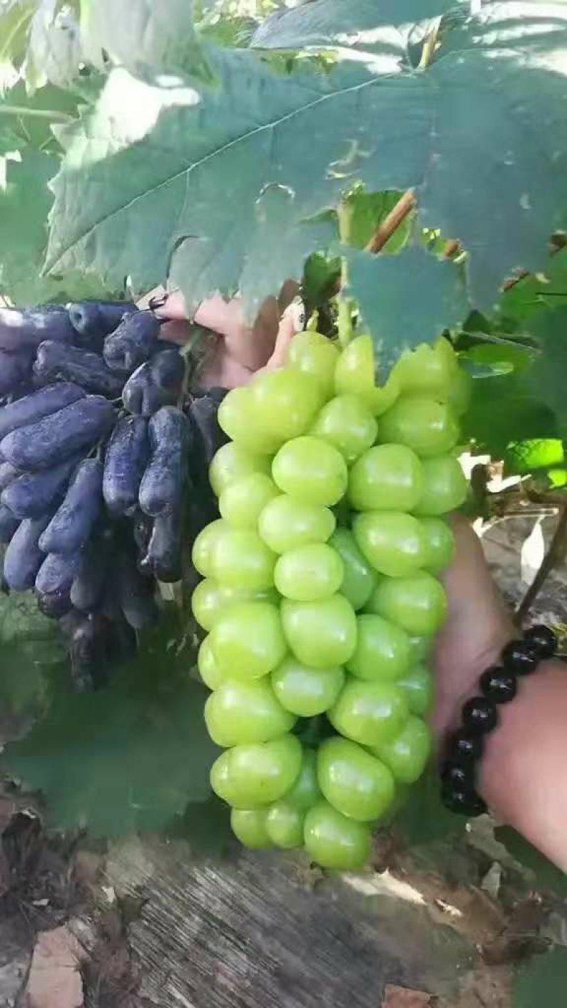 甜蜜蓝宝石葡萄苗浪漫红颜葡之梦基地