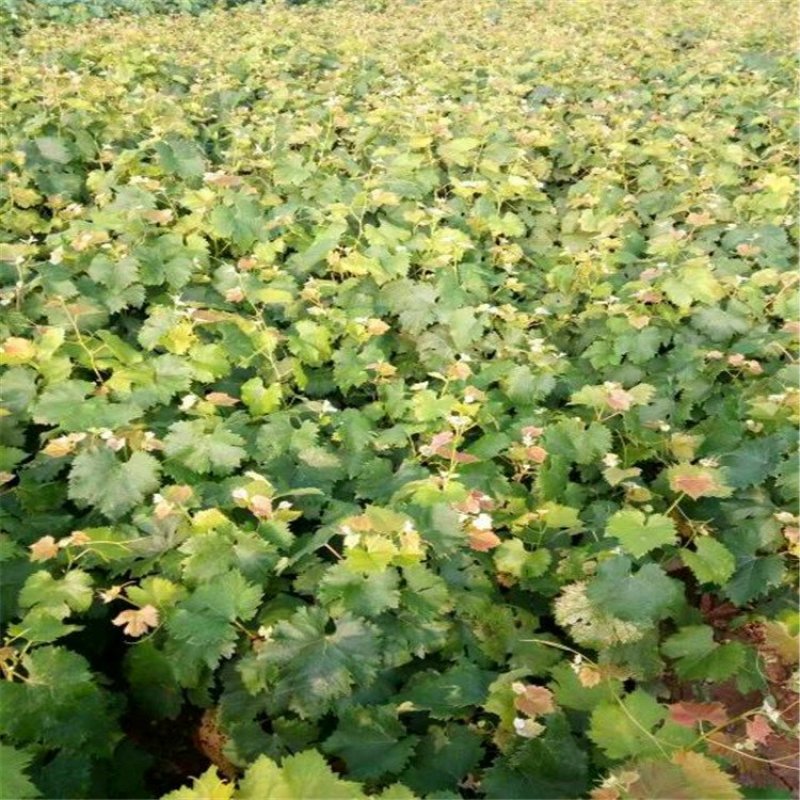 甜蜜蓝宝石葡萄苗浪漫红颜葡之梦基地