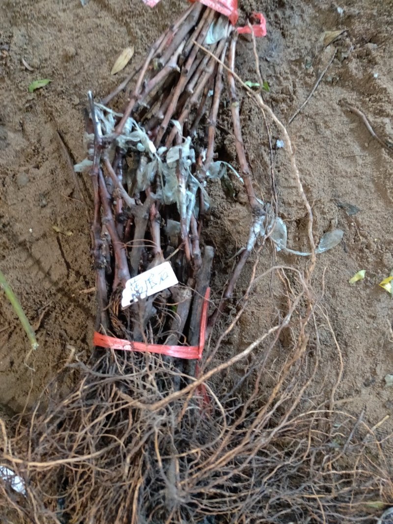 甜蜜蓝宝石葡萄苗浪漫红颜葡之梦基地