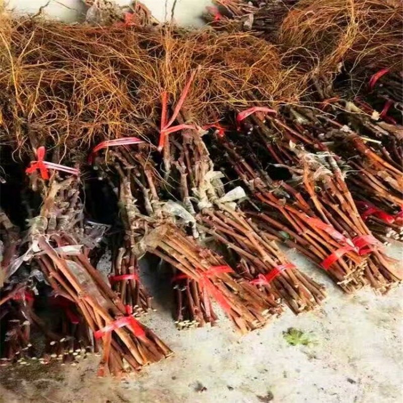 甜蜜蓝宝石葡萄苗浪漫红颜葡之梦基地