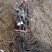 甜蜜蓝宝石葡萄苗浪漫红颜葡之梦基地