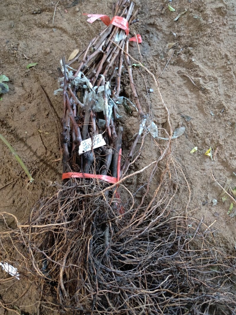甜蜜蓝宝石葡萄苗浪漫红颜葡之梦基地