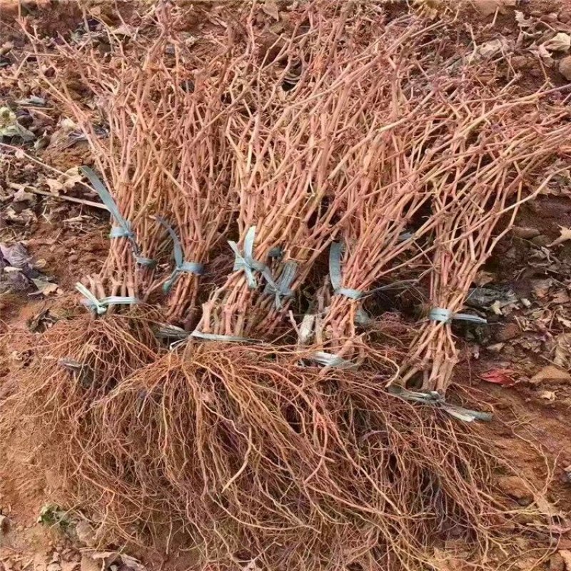 甜蜜蓝宝石葡萄苗浪漫红颜葡之梦基地