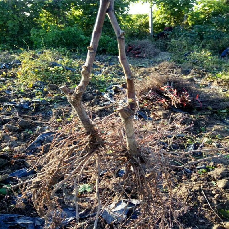 甜蜜蓝宝石葡萄苗浪漫红颜葡之梦基地