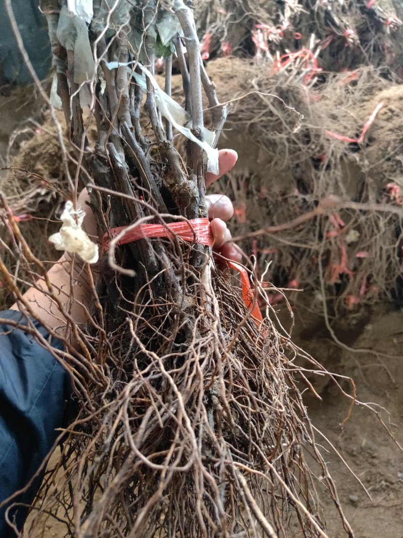 甜蜜蓝宝石葡萄苗浪漫红颜葡之梦基地