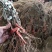 甜蜜蓝宝石葡萄苗浪漫红颜葡之梦基地